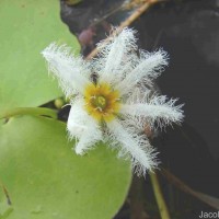 Nymphoides indica (L.) Kuntze
